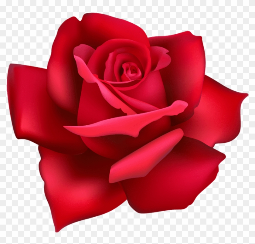 Free Png Download Rose Flower Red Png Images Background - Portable Network Graphics Clipart