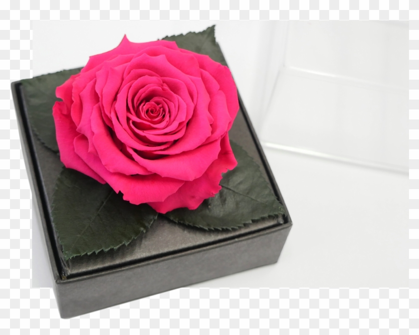 Benefits - Garden Roses Clipart