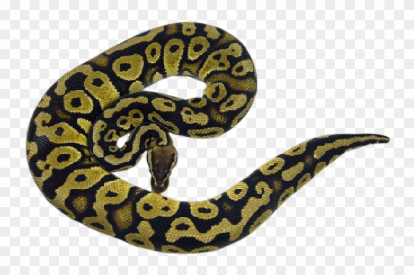 Pastel Clipart #876379