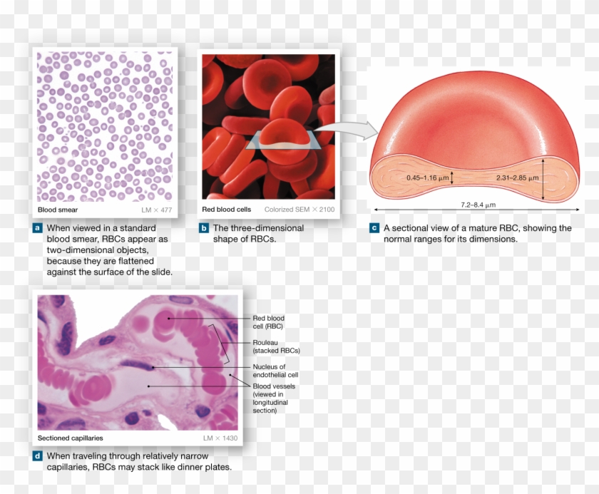 Red Blood Cells, Formed By Erythropoiesis, Contain - Anatomy Of Rbcs Clipart