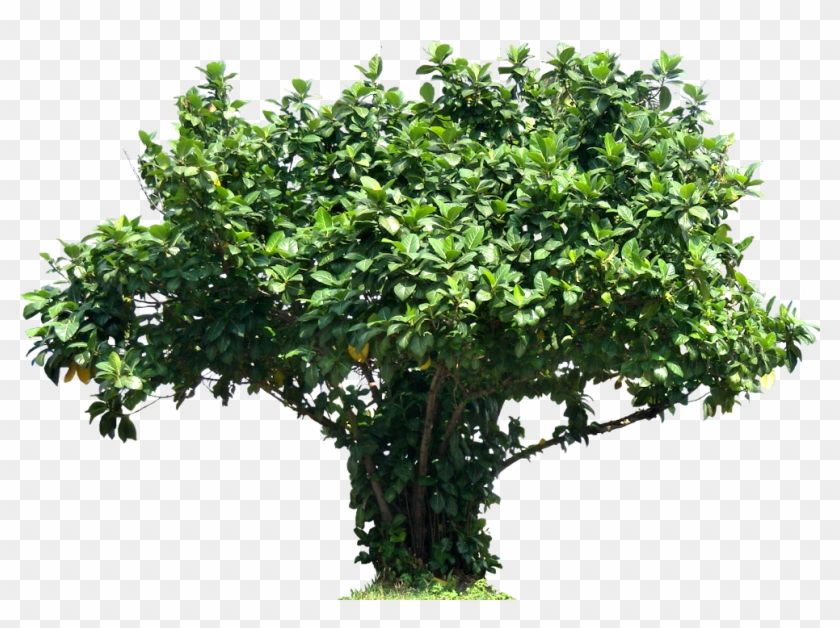 Tree Ficuslutea Png Image - Plectranthus Scutellarioides Clipart #877605