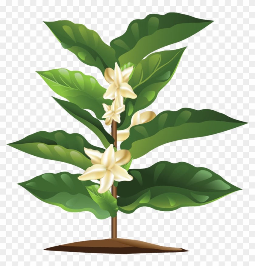 It'll Take About - Flor De Cafe Png Clipart