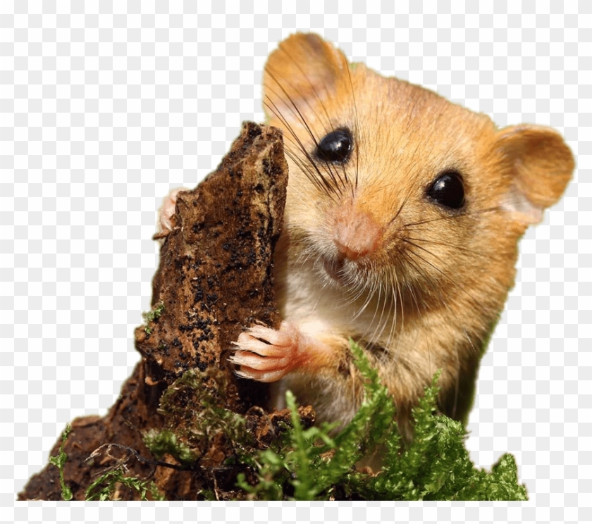 Dormouse - Hazel Dormouse Clipart #877949