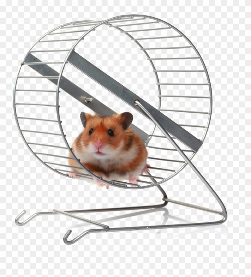 Transparent Hamster Wheel Png Clipart #878097