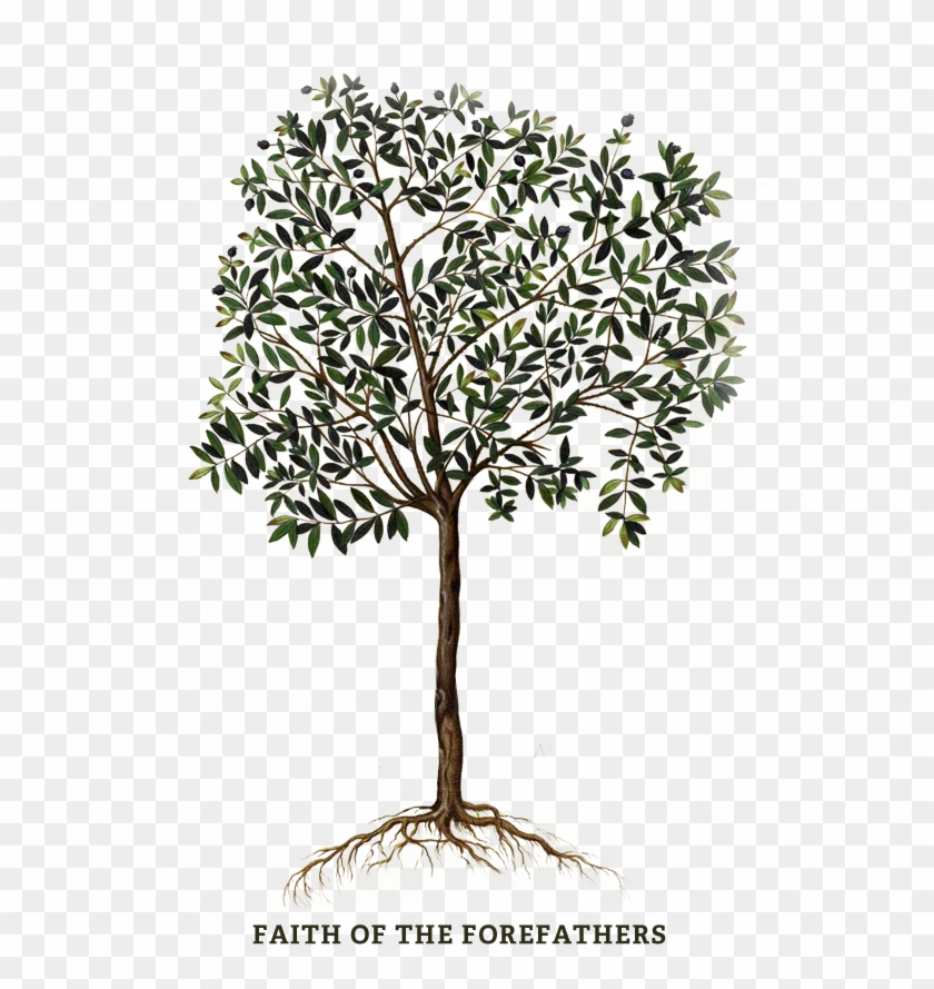 Are There Two “people Of God” Is Israel His “chosen - Olive Tree Israel Logo Clipart #878101