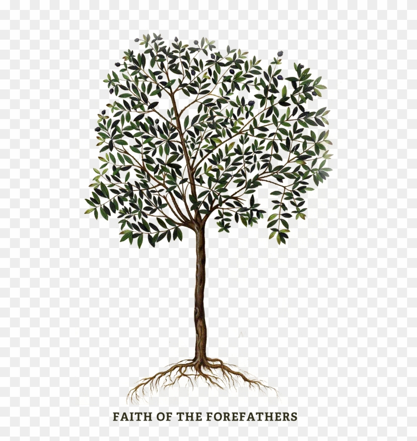 Are There Two “people Of God” Is Israel His “chosen - Olive Tree Israel Logo Clipart