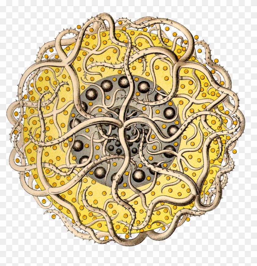 Kdn/polycyttaria/sixteen Black Dot Tentacles Copy - Ernst Haeckel Clipart