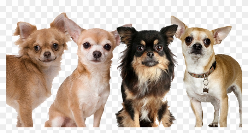 Chihuahua Rescue 38 Free Wallpaper - Group Of Chihuahuas Clipart #880593