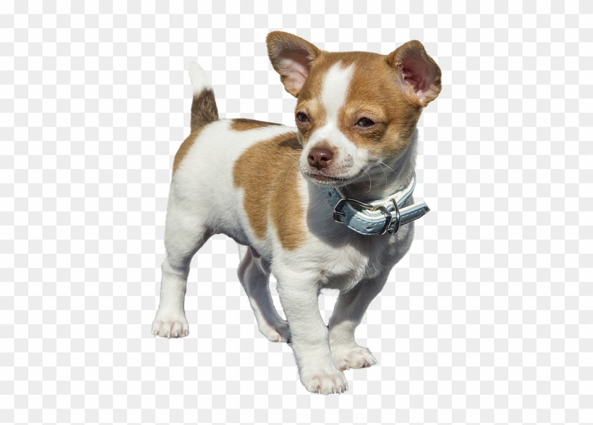 Perros Chihuahua Sin Cola Clipart