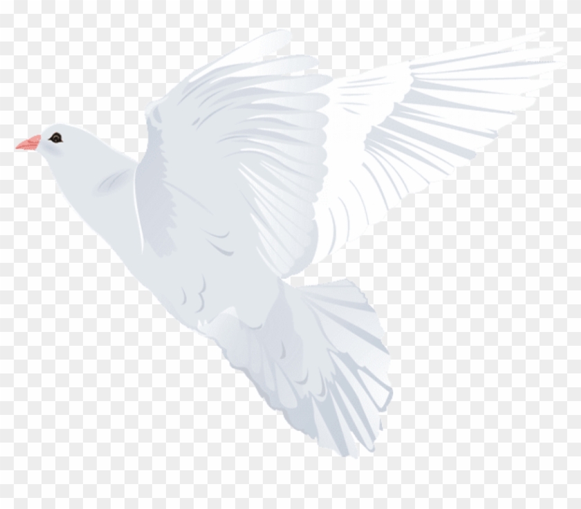 Download White Dove Transparent Png Images Background - Rock Dove Clipart #880629