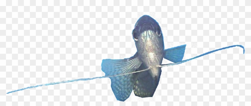 Trichogaster Trichopterus Female Transparent Background - European Swallow Clipart #880803