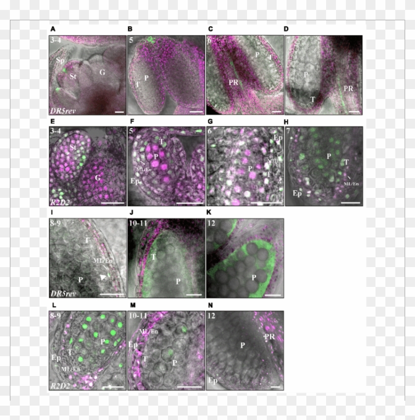 Fluorescence Imaging Of Dr5rev - Nebula Clipart