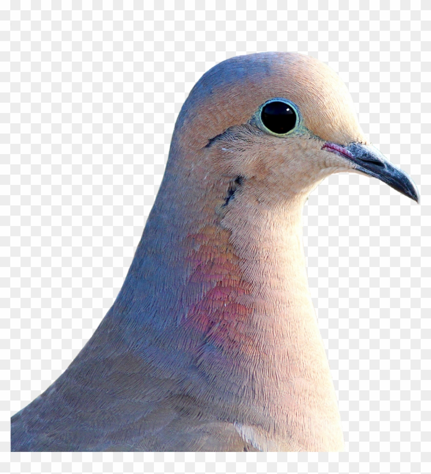 Dove City Pigeon Collared Clipart #880920