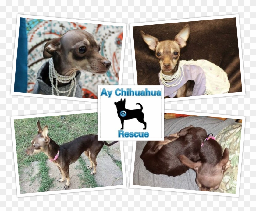 Chihuahua Png - Chihuahua Clipart #881032