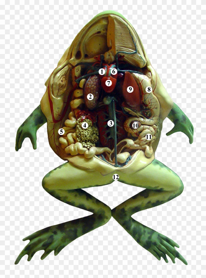Frog Anatomy Tags - Anatomy Of A Frog Clipart