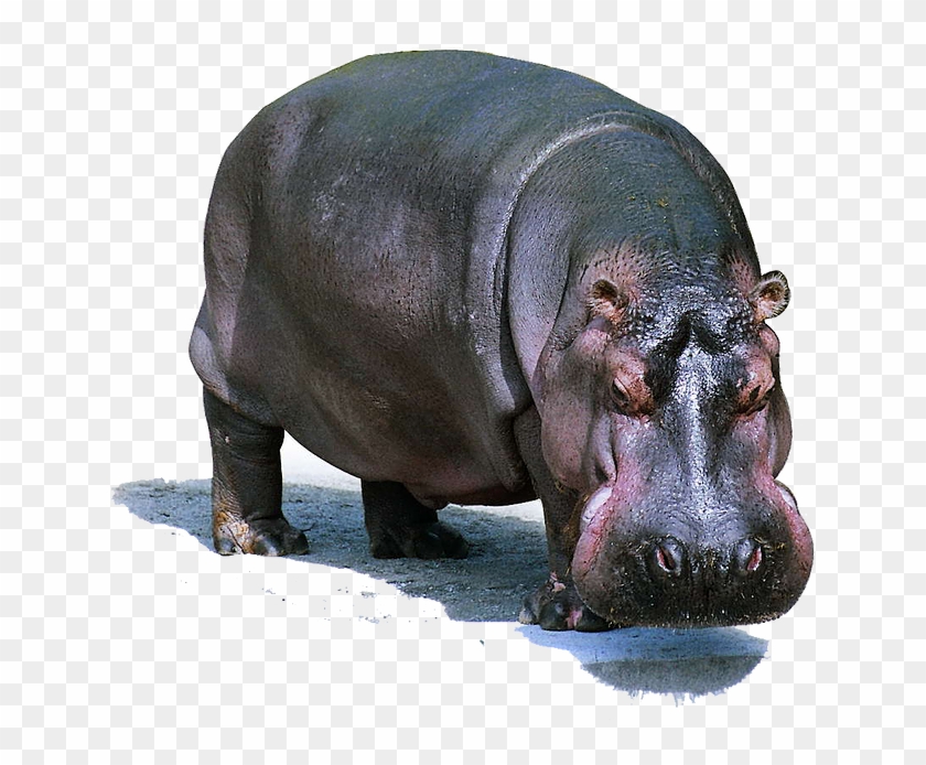 Hippo Png Pic - Kudanil Png Clipart #883382