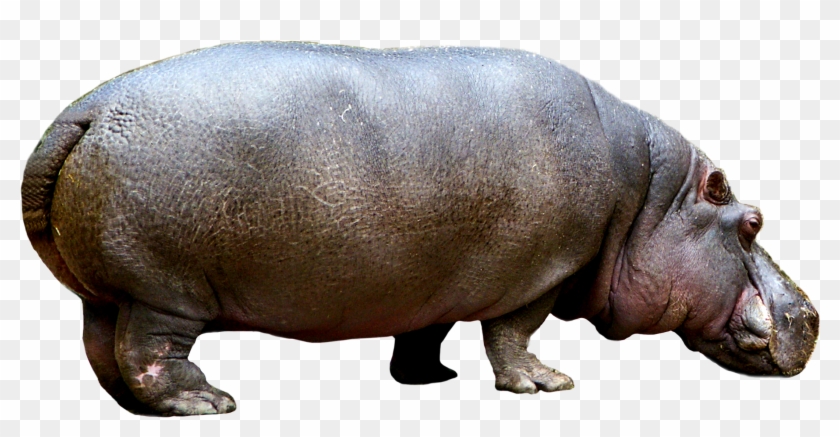 Hippo Png Image Transparent Background - Hippopotame Png Clipart #883423