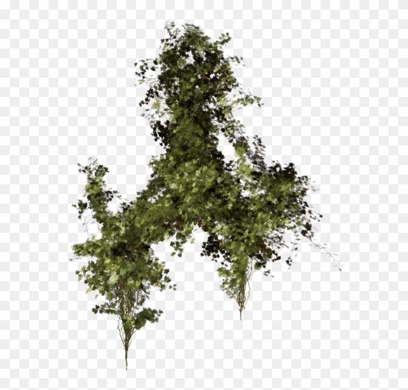 Thumb Image - Végétation Png Clipart