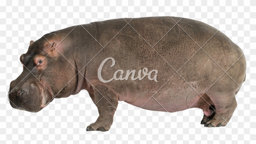 Amphibius Years Photos By Canva - Hippo Profile Clipart