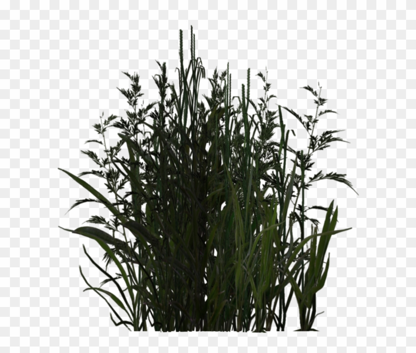 Photo Vegetation 01 By Wolverine041269-d5yfun6 - Wetland Shrub Png Clipart