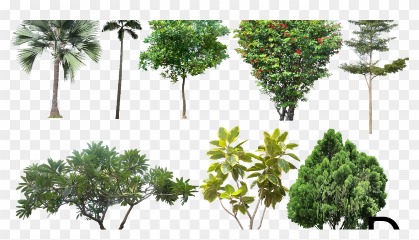 Transparent Background High Resolution Png Tree Clipart #884393