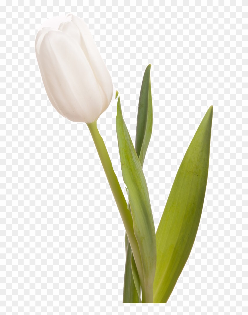 Tulips On White Clipart