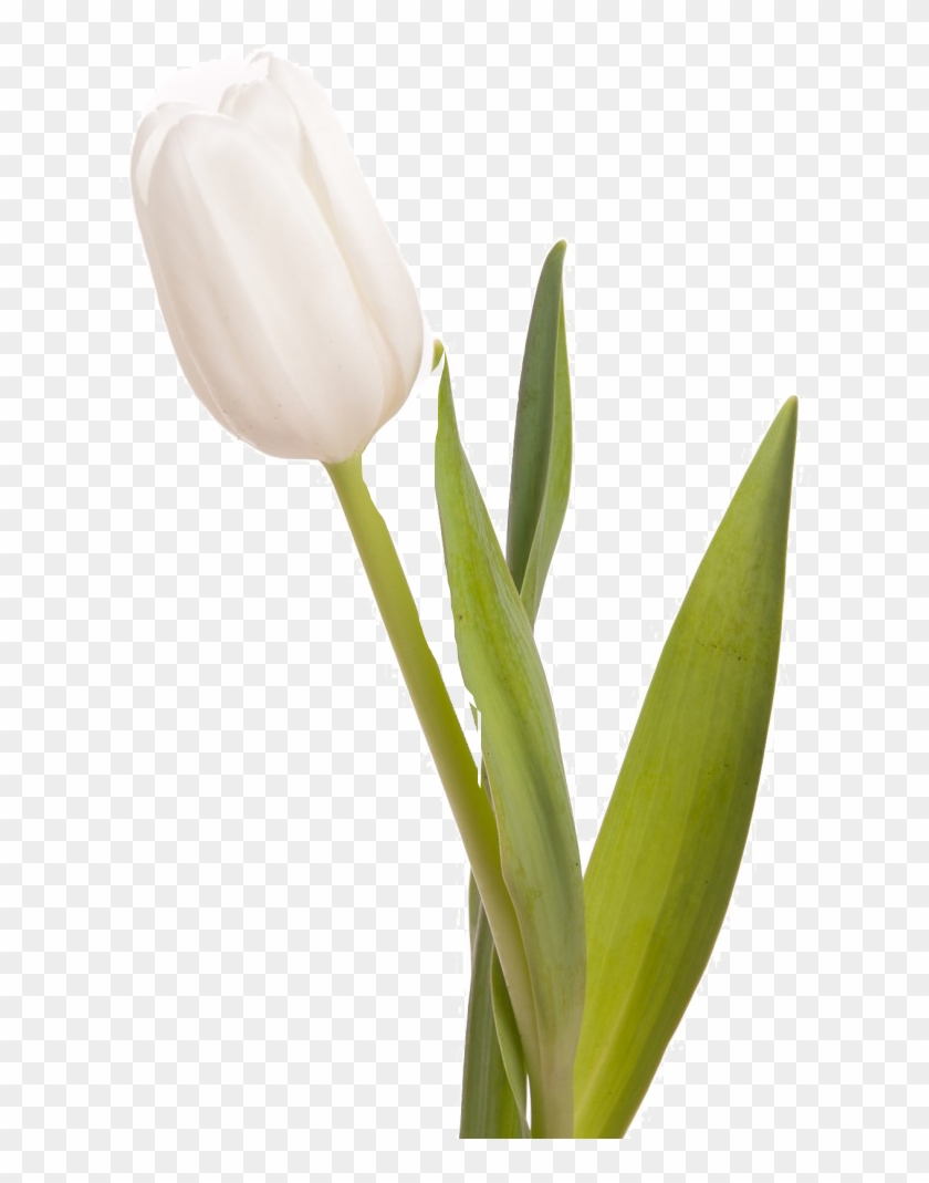 Tulips On White Clipart #884653