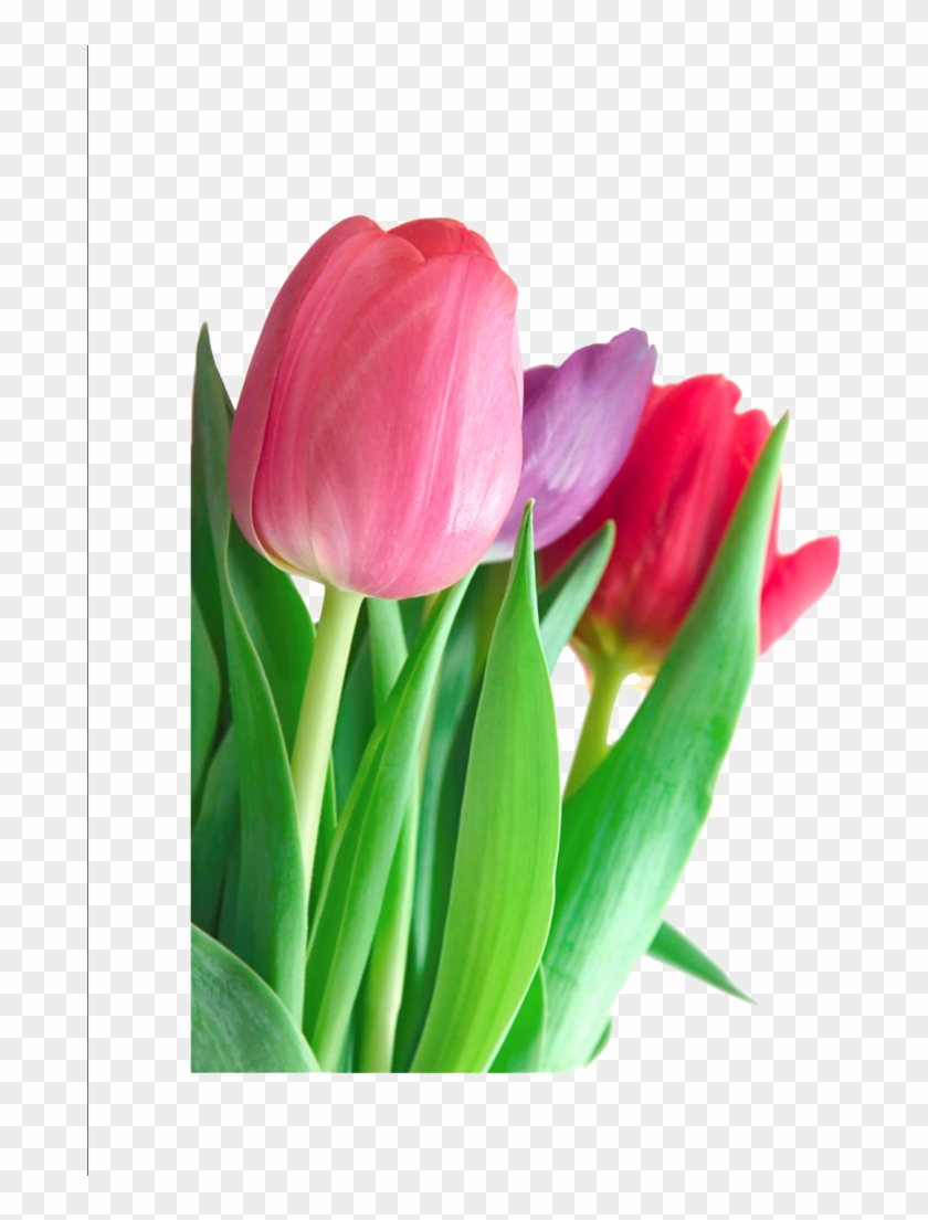 Tulip Png Clipart - Handmaid's Tale Tulips Transparent Png #885160
