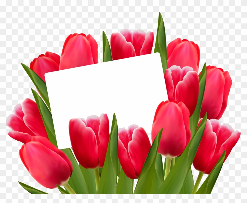 Tulips Png Clipart #885322
