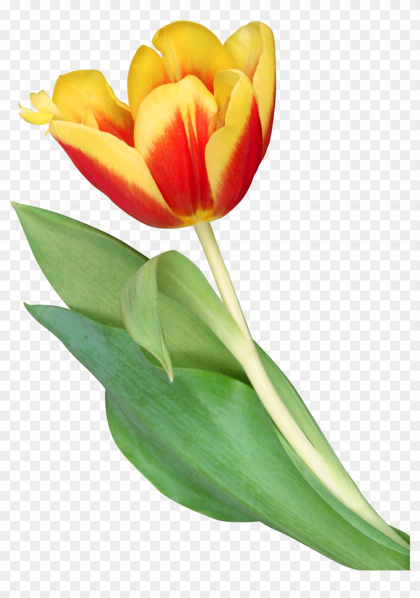 Orange Tulips Png Clipart #885542