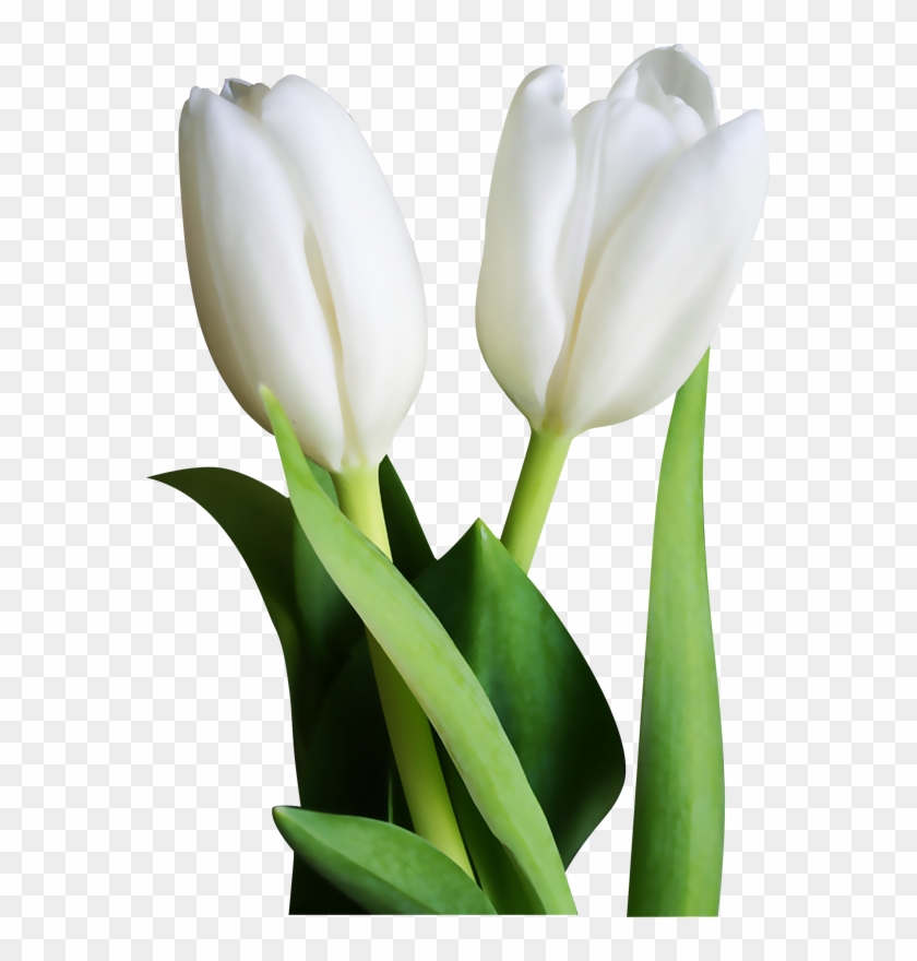 571 X 800 3 - Tulips Clipart #885722