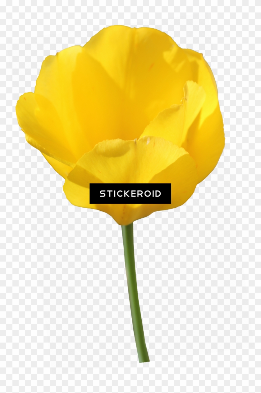 Yellow Tulip Flowers Clipart