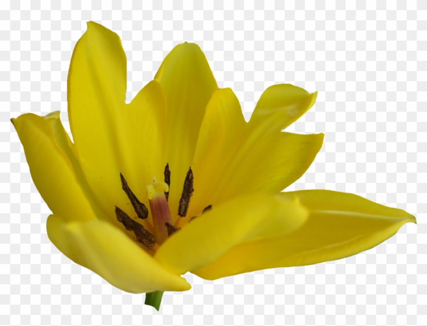 Tulip Flower Free Png Transparent Images Free Download - Portable Network Graphics Clipart #885912