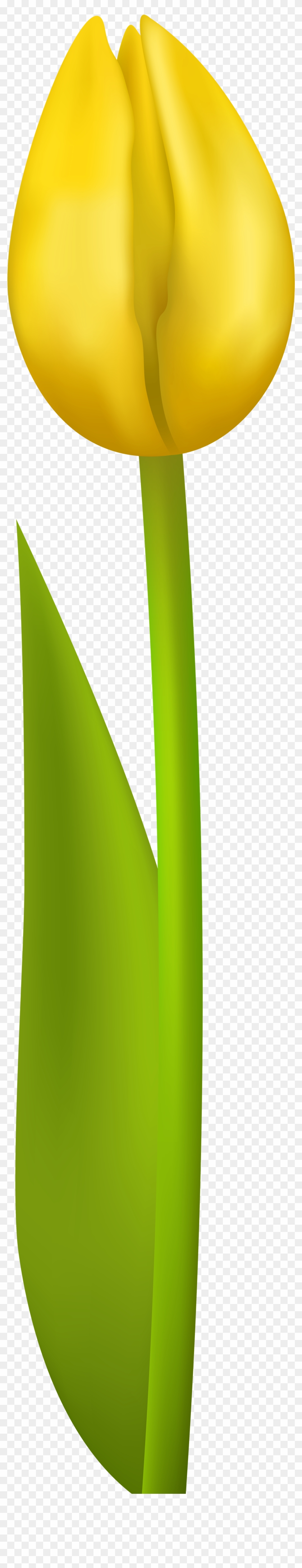 Tulip Flower Yellow Clip Art - Tulip Clipart Transparent Background - Png Download #885995