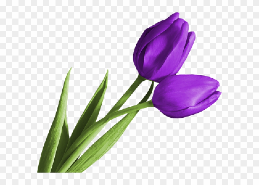 Tulip Png Free Download - Purple Tulip Clip Art Transparent Png
