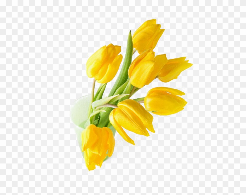 Yellow Tulip Png Transparent Image - Tulip Clipart