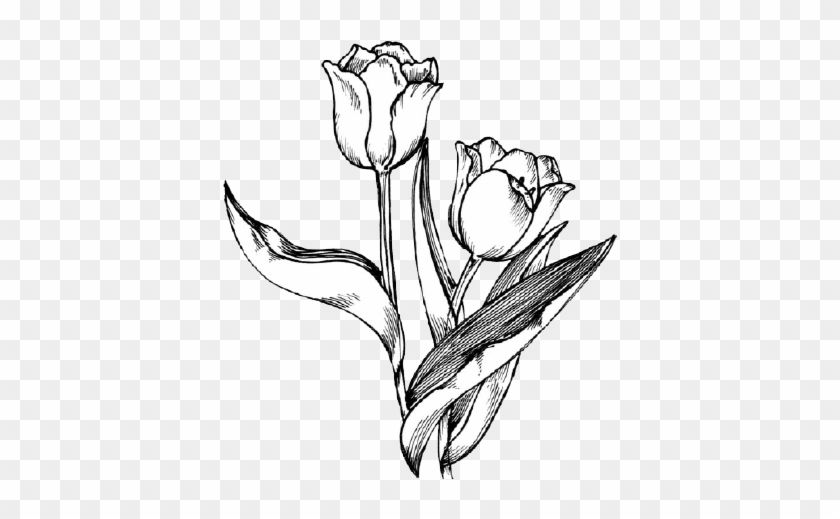 573 X 549 5 - Tulip Transparent Black And White Clipart