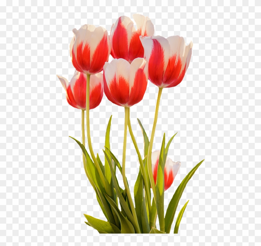 Gambar Bunga Tulip Mekar Clipart