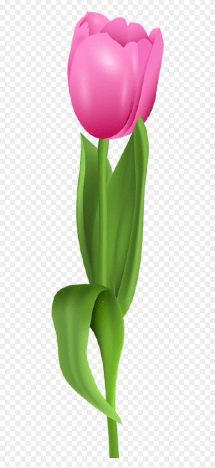Free Png Download Pink Tulip Png Images Background - Tulip Clipart