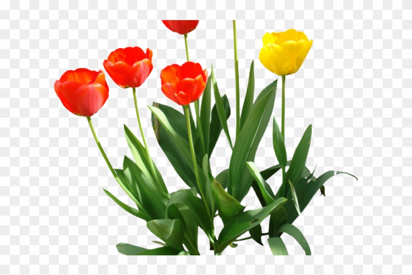 Tulip Png Transparent Images - Tulip Png Transparent Clipart #886666