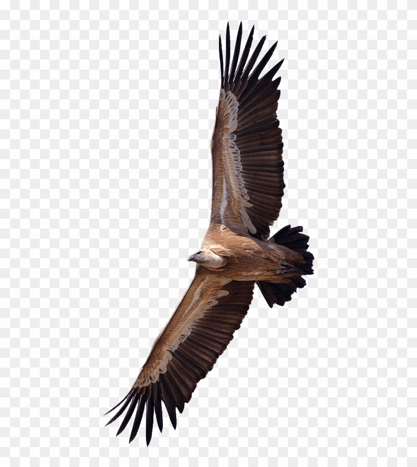 Vulture - Vulture Png Clipart #886779