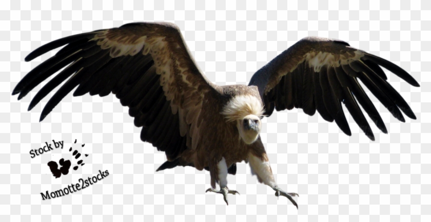 The Vulture Png - Vulture Png Clipart #886827