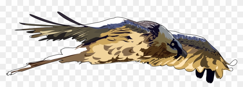 Bald Eagle Hawk Bearded Vulture Bird Clipart #887090