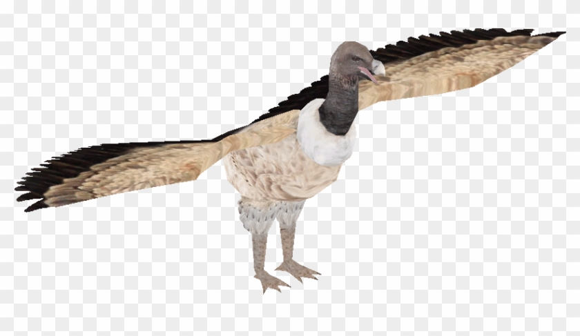 Indian Vulture , Png Download - Turkey Clipart