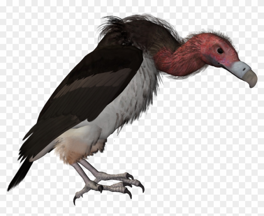 Drawn Turkey Vulture Catoon - Vautour Png Clipart #887644