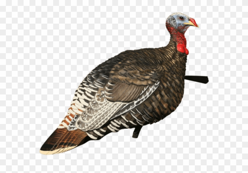 Drawn Turkey Vulture Strong - Merriam Turkey Hen Clipart #887745