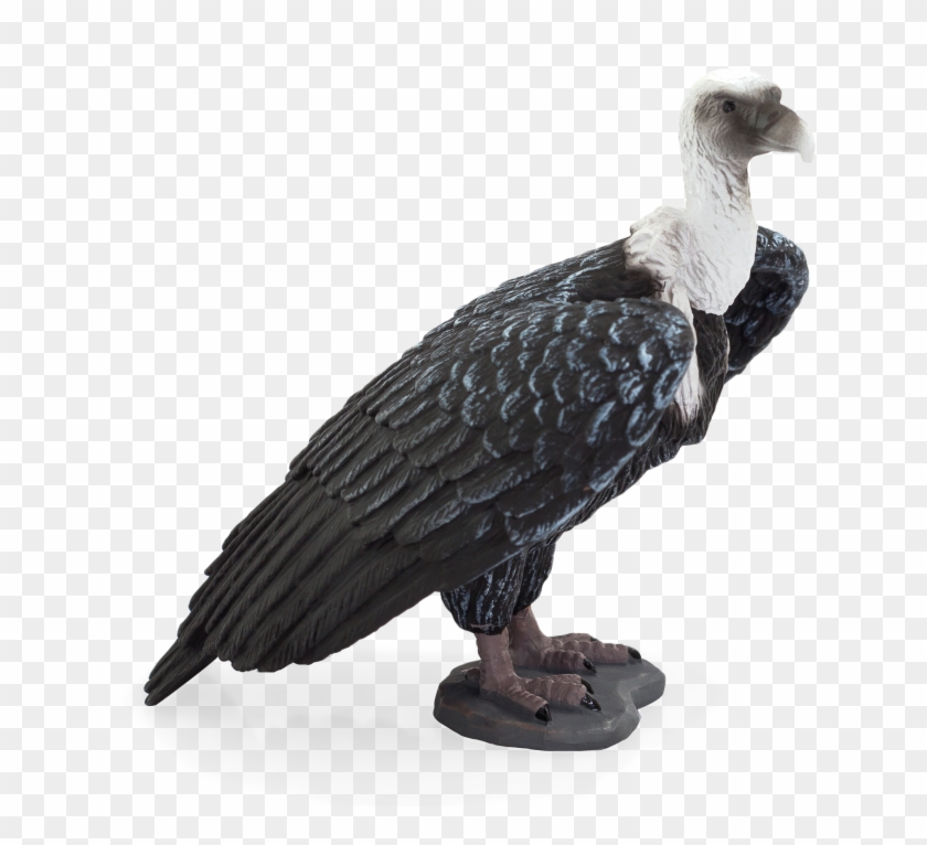 Wildlife - Griffon Vulture Png Clipart #887801