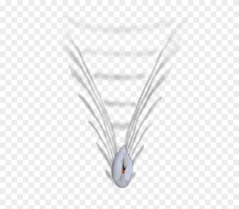 24 Mar 2009 - Rock Dove Clipart