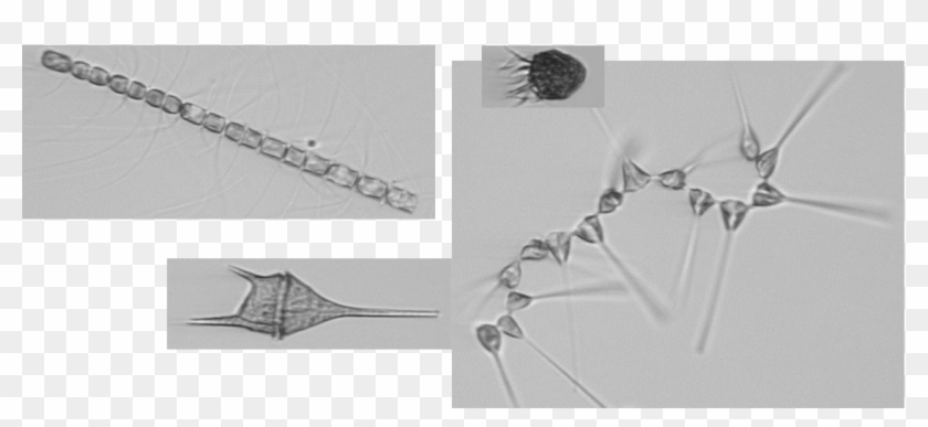 Plankton Workshop 2 1 Plankton Workshop 2 - Monochrome Clipart #888238