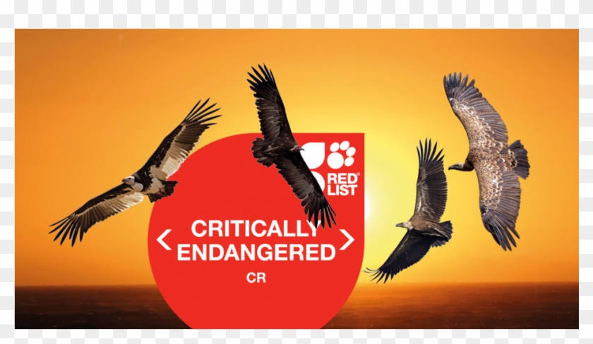 Conservationists Warn Africa's Vultures Are Sliding - Iucn Red List Clipart #888296
